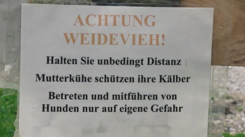 Cedule upozorňující turisty, aby se od krav drželi v bezpečné vzdálenosti