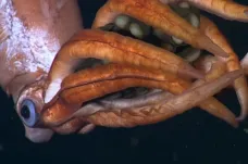 Nejlepší máma mezi chobotnicemi. Biologové sledovali nezvyklé chování