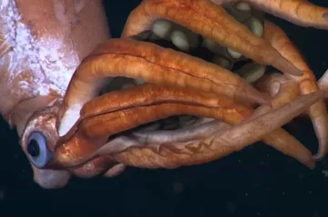 Nejlepší máma mezi chobotnicemi. Biologové sledovali nezvyklé chování