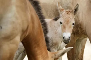V Praze se narodila prapravnučka posledního divokého koně