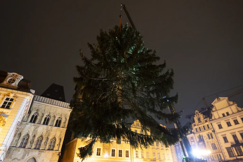 Na pražském Staroměstském náměstí ukotvili vánoční strom