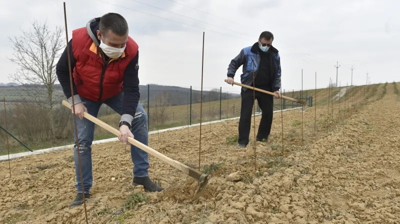 Sazenice museli pracovníci okopat ručně, na vinici traktor ještě nemůže