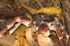 Obří palmový krab má v klepetech větší sílu než lev v zubech, popsali vědci