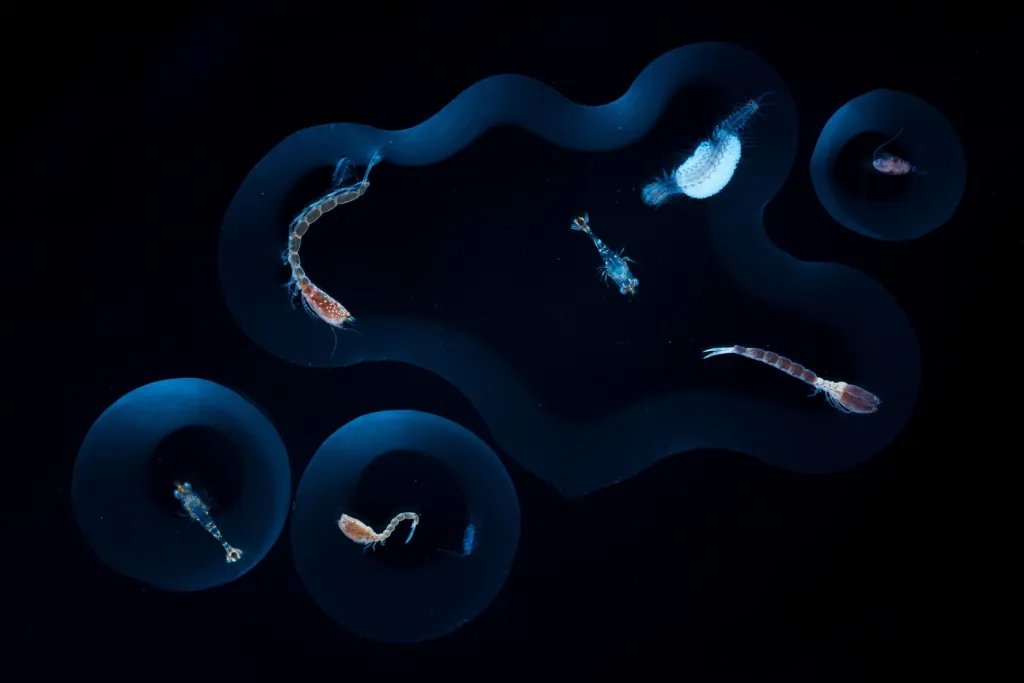 Nominace v kategorii Příroda: Angel Fitor se sérií snímků nazvanou Mořské kapky