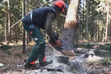Vichřice srážela stromy, lesníci mají plno práce až do května