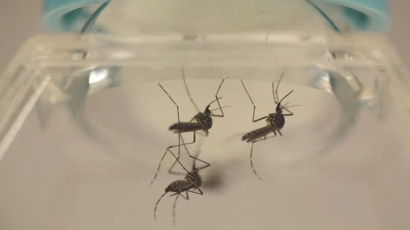 Komár rodu Aedes Aegypti, který přenáší ziku