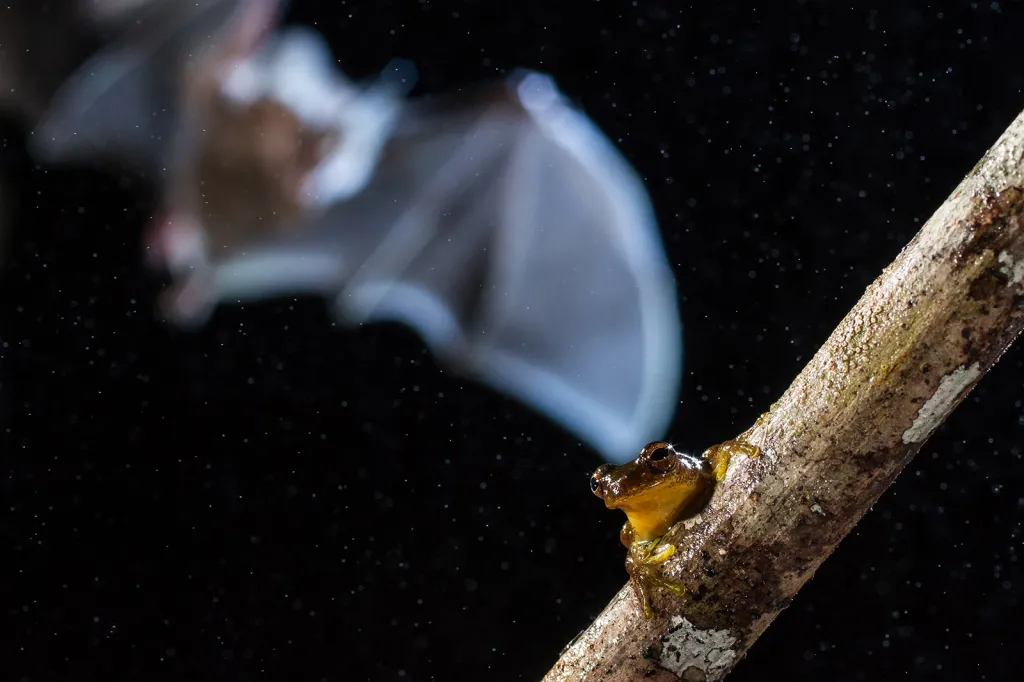 Vítězná studentská fotografie soutěže Capturing Ecology 2018. Trachops cirrhosus je středně velký netopýr z lesů na hranicích Mexika a Brazílie. Jedná se o jeden z mála druhů listonosovitých netopýrů, o nichž je známo, že sají krev i některým obratlovcům. Ve skutečnosti se živí hlavně žábami na stromech.