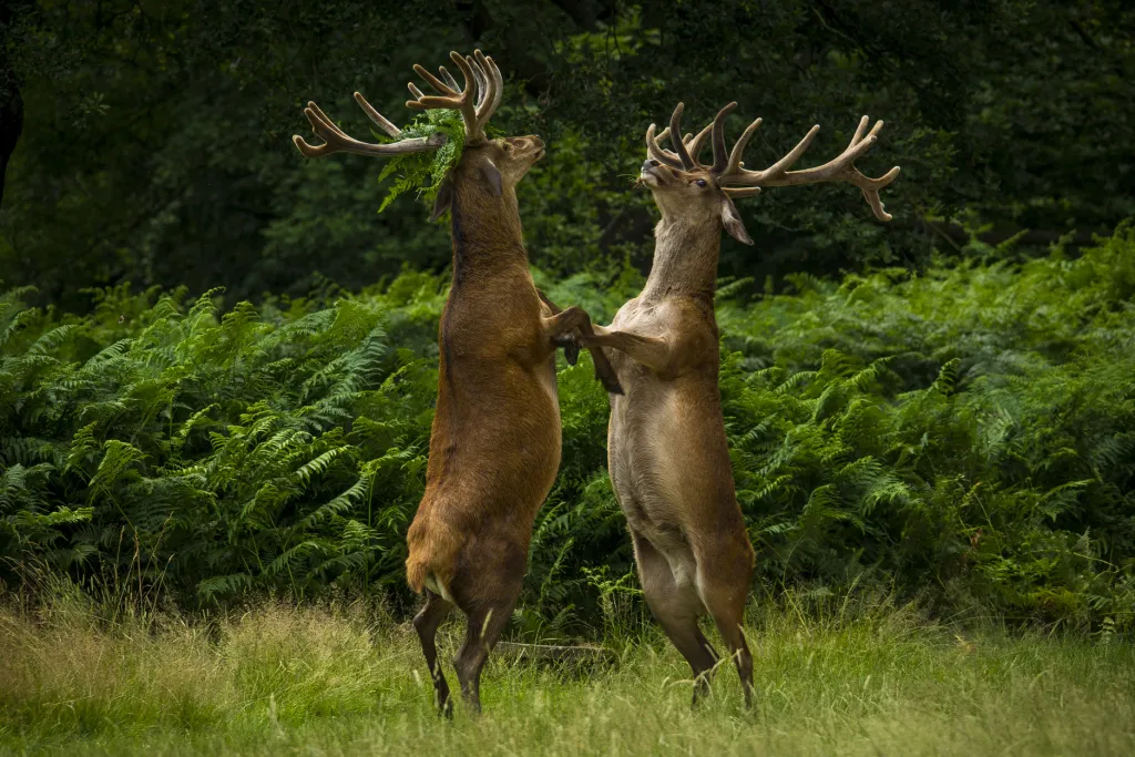 Tančící jeleni v londýnském Richmond Parku