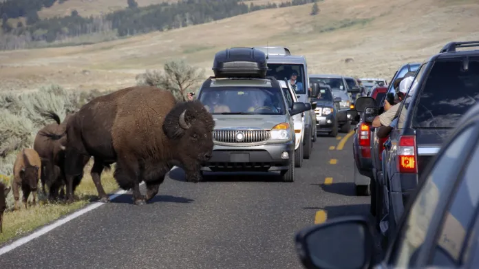 Dopravu v Yellowstonu občas zastaví divoká zvířata