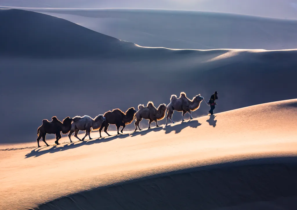Pouštní velbloudi (kategorie Krajina). Pouštní velbloudi v západu slunce u města Xinjiang v Číně.