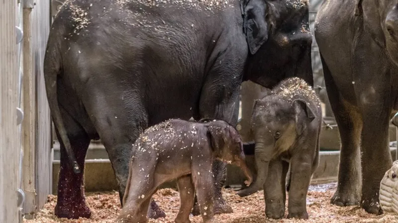 První fotografie nově narozeného slůněte