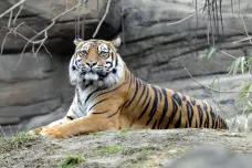 Zoo Brno chce v příštím roce pořídit pár tygrů, žirafu i losa. Otevře také vyhlídku v Africké vesnici