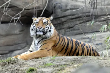 Zoo Brno chce v příštím roce pořídit pár tygrů, žirafu i losa. Otevře také vyhlídku v Africké vesnici