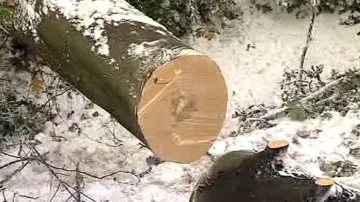 Strom spadl pod tíhou sněhu