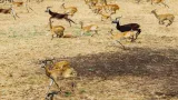 Migrace antilop v Africe