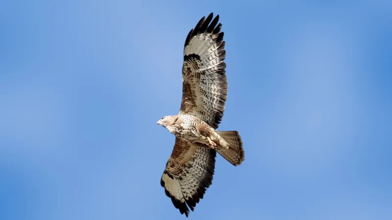 Káně lesní v letu