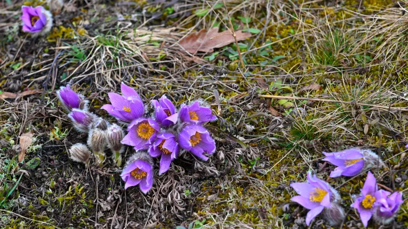 Konikleců roste na Kamenném vrchu přes 63 tisíc