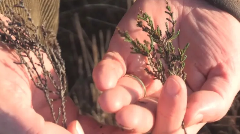 Vřes po působení čpavku usychá