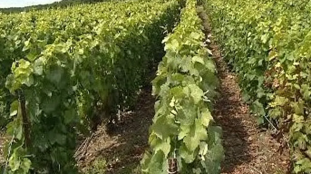 Vinice