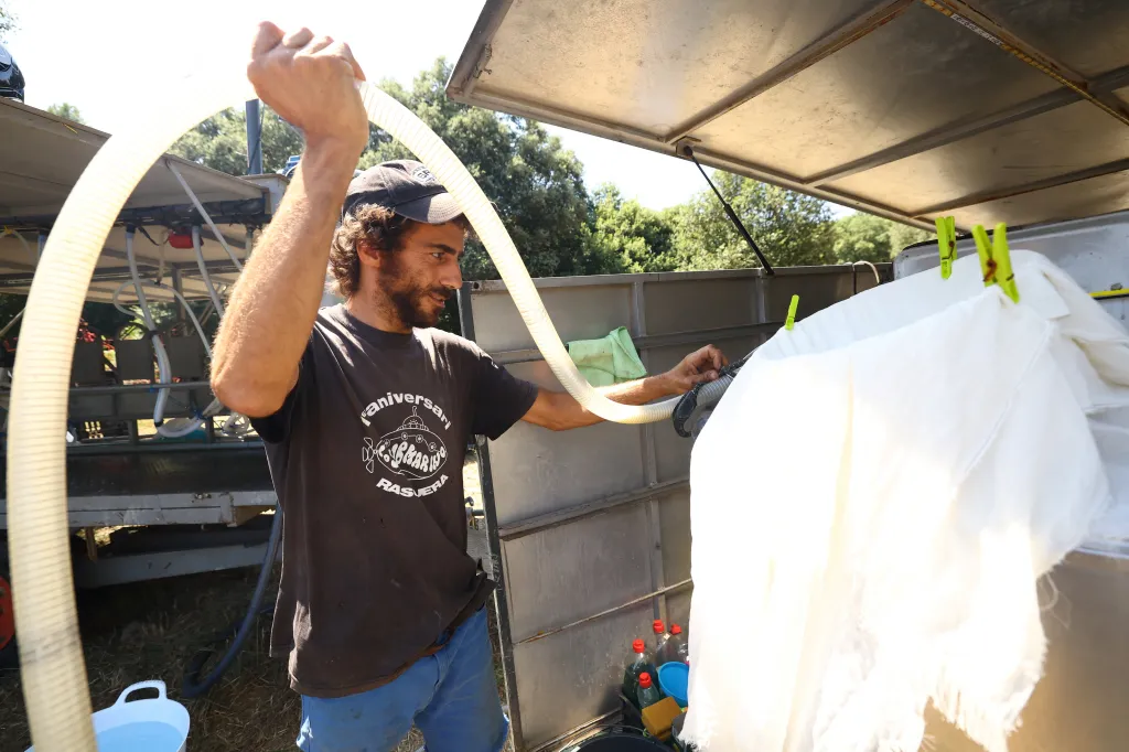 Chovatelé koz jsou placeni jednotlivými obcemi, které využívají jejich služeb, a sýraři, kteří si zvláště cení mléka od koz z pastvy. Tyto zdroje příjmů však pro chovatele také znamenají, že se musejí vypořádat s větší byrokracií související s daňovými a zdravotními předpisy