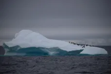 Utržený antarktický ledovec ohrožuje kolonii tučňáků v Atlantiku. Srážka může nastat brzy