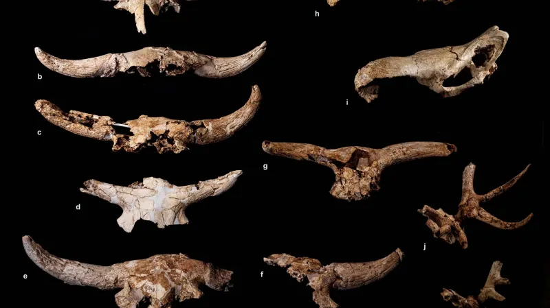 Lebky z jeskyně Des-Cubierta