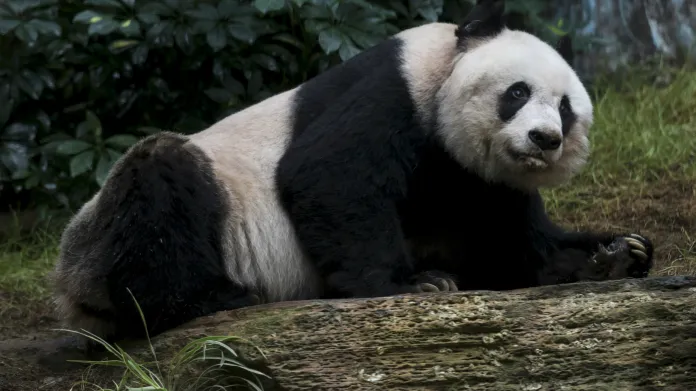 Ťia-ťia se může stát nejdéle žijící pandou v historii