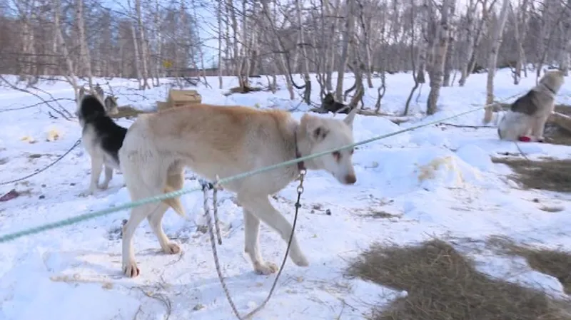 Valentin představil České televizi svou smečku