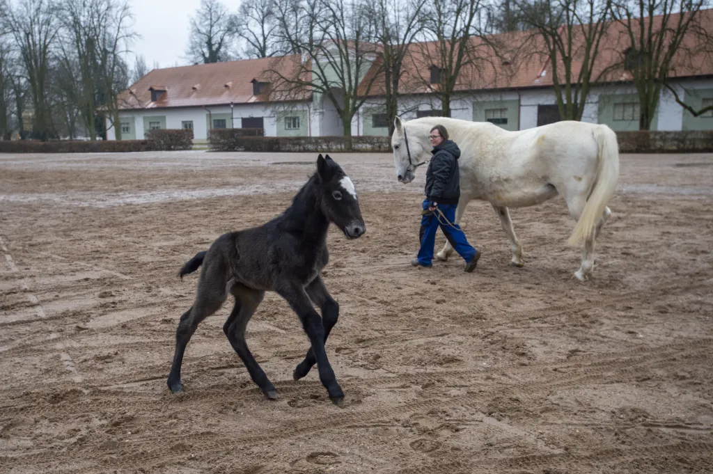 První letošní hříbě v kladrubském hřebčíně