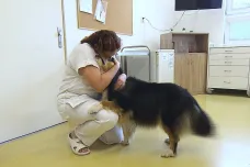 Psí terapeuti pomáhají v ostravské nemocnici