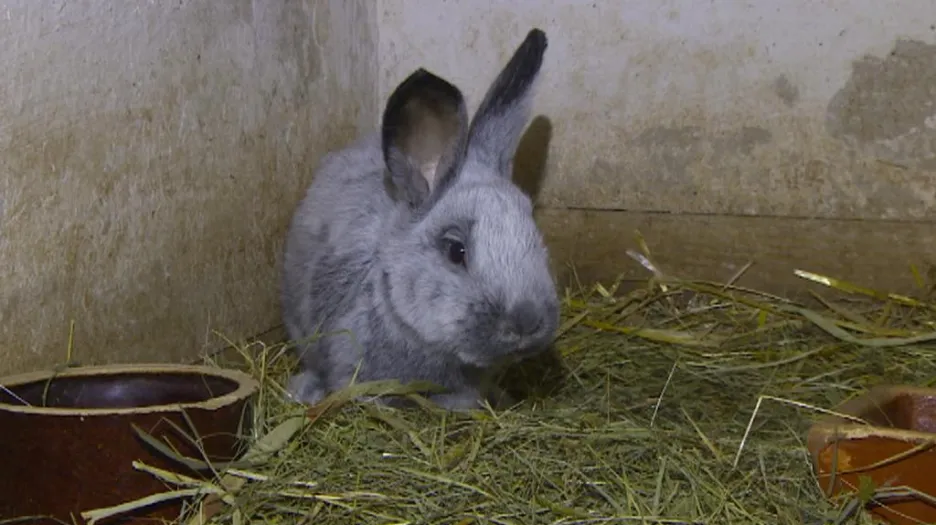 Králík