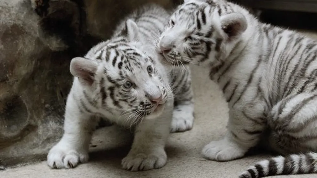 Mláďata bílých tygrů v Zoo Liberec