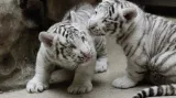 Mláďata bílých tygrů v Zoo Liberec