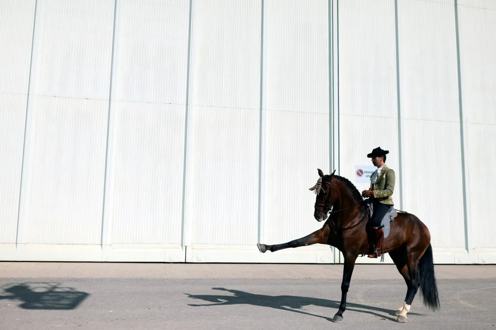 Jezdec Juan Jose Navarro (34 let) předvádí čistokrevného koně ve stylu Španělské jezdecké školy během mezinárodního veletrhu koní SICAB ve španělské Seville