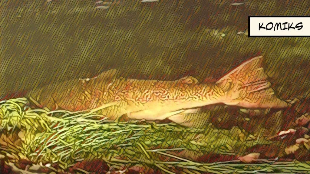 Nové přechody pro lososy