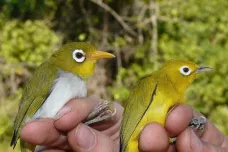 Na indonéských ostrůvcích objevili dva nové druhy ptáků. Oba mají veliké kruhy kolem očí