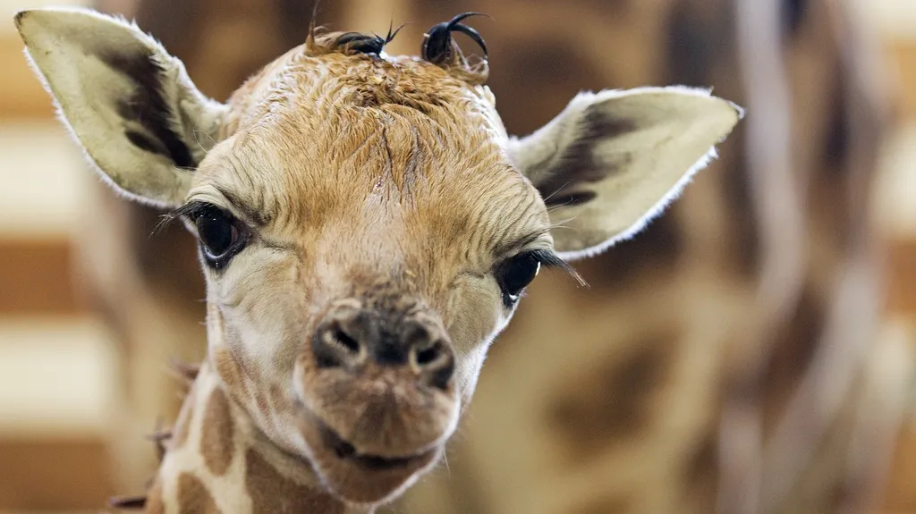 Novorozené žirafí mládě v Zoo Praha