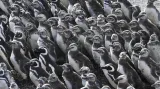 Kolonie tučňáků na Punta Tombo