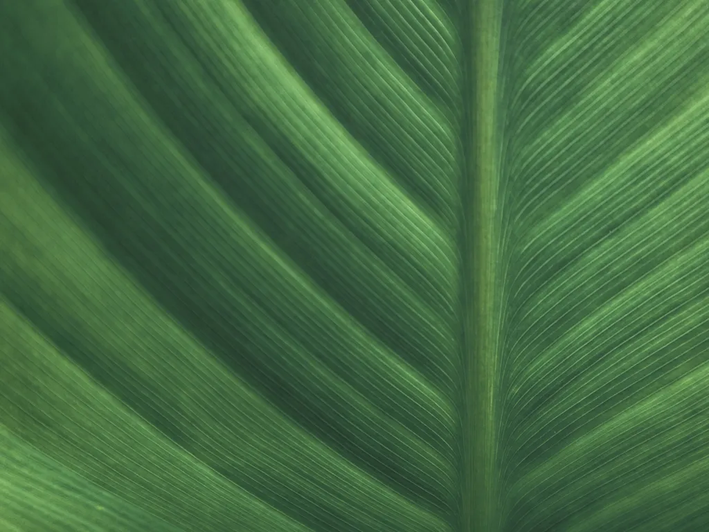 Třetí místo v kategorii Junior / studenti středních škol: Jana Chalupníková (18 let) s fotografií Jsou cesty, které nevidíme