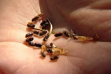 Drony proti kůrovci: nová technologie pozná nakažené stromy