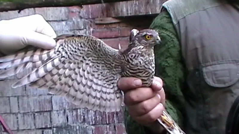 Policie kontroluje ptáka při domovní prohlídce