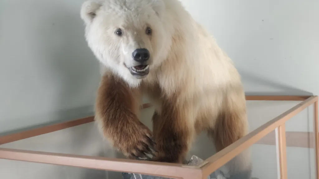 Pizzly z Ulukhaktoku ulovený roku 2010