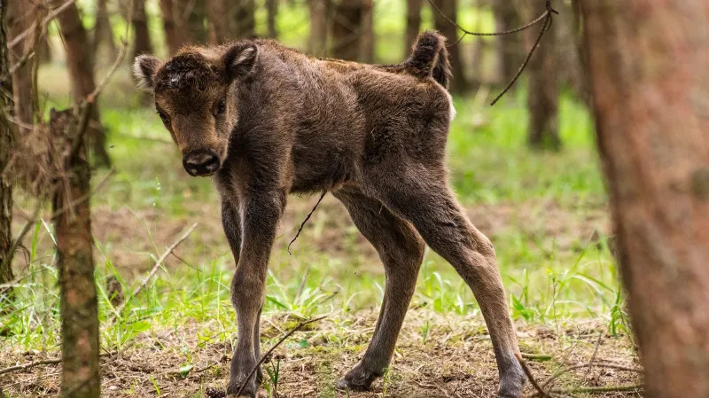Mládě zubra v Milovicích