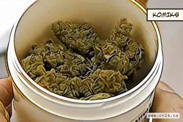 Konopí jako lék. Brněnská nemocnice se zabývá možným rozšířením jeho účinků