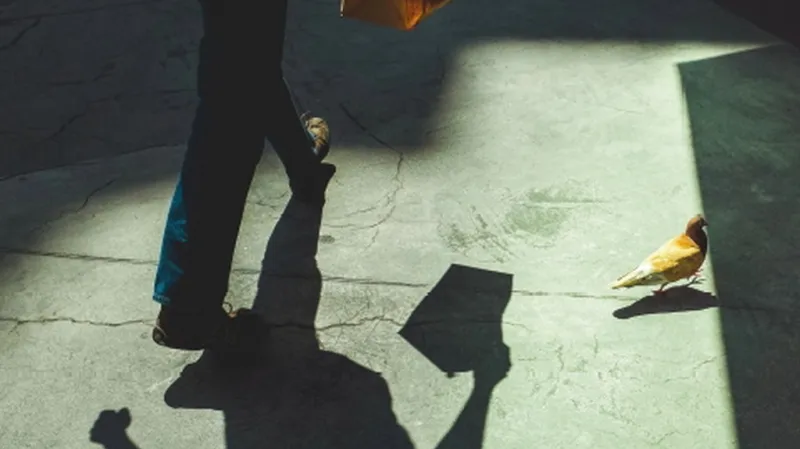 Zdeněk Bína / Bird