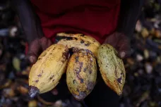 Nigerijci se hrnou na kakaové farmy, produkci ale škrtí pašování