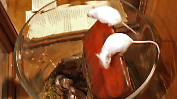 Bílé myšky na výstavě Staropražské Vánoce