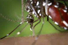Invazní komáři jsou zdravotní hrozbou pro Evropu