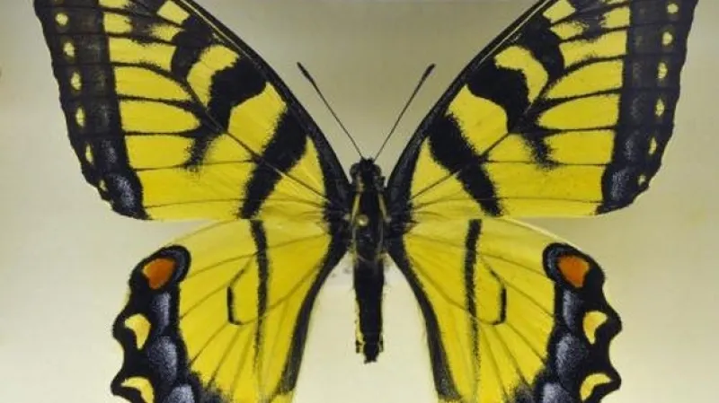 Národní muzeum v Praze láká návštěvníky do své nové budovy výstavou Krása motýlích křídel.