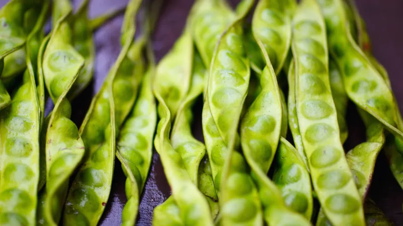 České luštěniny namísto zahraničních sójových bobů